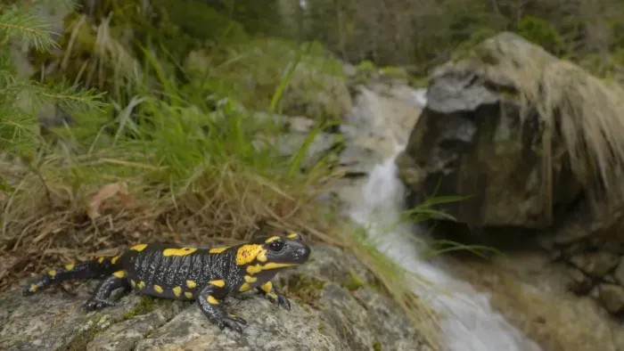Framed Print : Fire Salamander (Salamandra salamandra) adult, resting on rock at edge of stream in forest habitat, Italian Alps