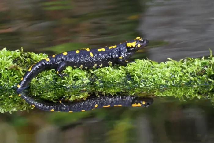 Framed Print : Fire Salamander (Salamandra salamandra) adult, standing on moss beside pond with reflection, Italy, march Framed Print : Fire Salamander (Salamandra salamandra) adult, standing on moss beside pond with reflection, Italy, march