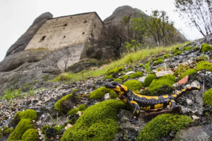 Framed Print : Fire Salamander (Salamandra salamandra) adult, standing on slope in habitat, with castle in background, Pietras Castle Framed Print : Fire Salamander (Salamandra salamandra) adult, standing on slope in habitat, with castle in background, Pietras Castle