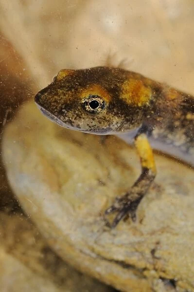 Fire Salamander (Salamandra salamandra) young, close-up of head, underwater, Italy, june