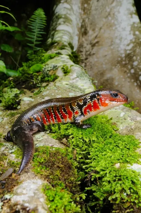 Framed Print : Fire Skink (Lepidothyris hinkeli) adult, standing on buttress roots in montane rainforest, Nyungwe Forest N. P. Rwanda Framed Print : Fire Skink (Lepidothyris hinkeli) adult, standing on buttress roots in montane rainforest, Nyungwe Forest N. P. Rwanda