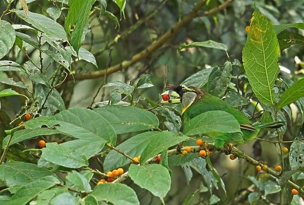 Fire-tufted Barbet (Psilopogon pyrolophus) adult, feeding on fruit, Kerinci Seblat N. P