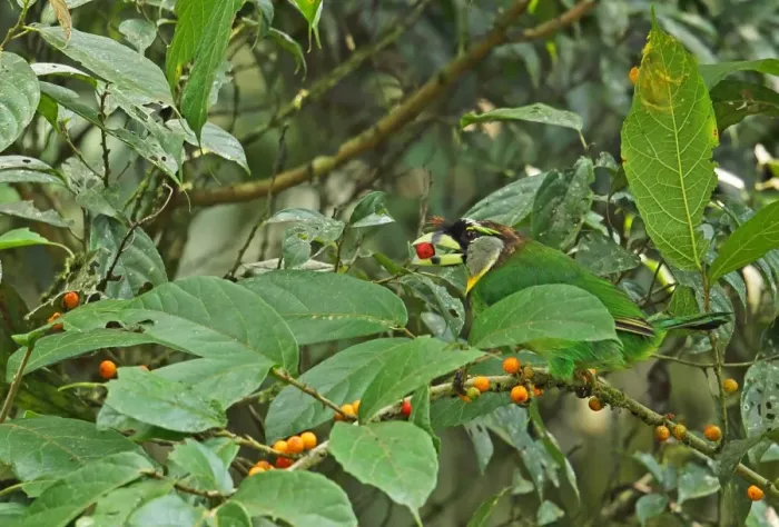 Framed Print : Fire-tufted Barbet (Psilopogon pyrolophus) adult, feeding on fruit, Kerinci Seblat N. P Framed Print : Fire-tufted Barbet (Psilopogon pyrolophus) adult, feeding on fruit, Kerinci Seblat N. P