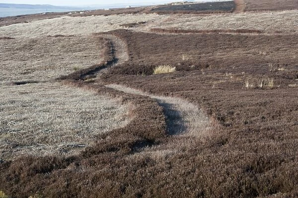 Firebreak strips at edge of heather burning plot on dales moorland, Yorkshire, England, March