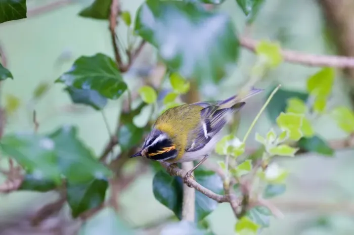 Framed Print : Firecrest (Regulus ignicapillus) adult, perched on twig, Norfolk, England, april