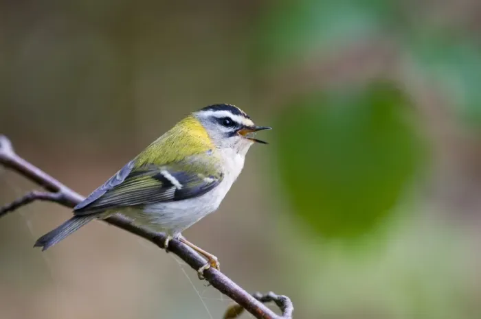 Framed Print : Firecrest (Regulus ignicapillus) adult, singing, perched on twig, Norfolk, England, april Framed Print : Firecrest (Regulus ignicapillus) adult, singing, perched on twig, Norfolk, England, april