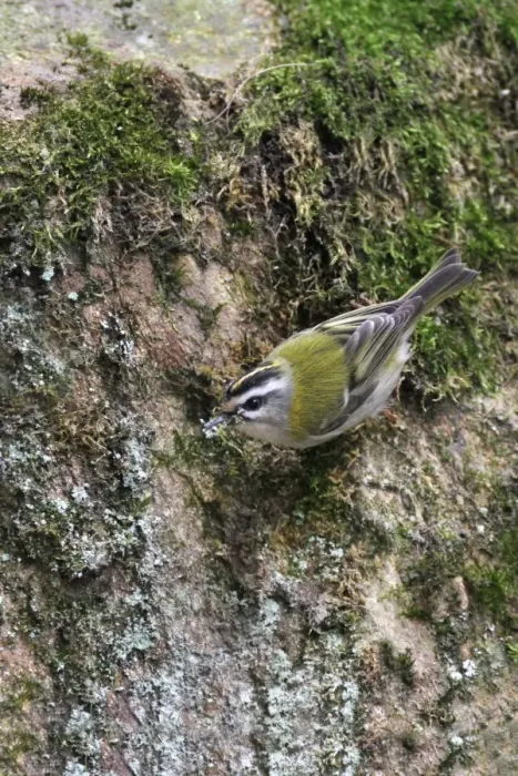Framed Print : Firecrest (Regulus ignicapillus) adult male, collecting moss and lichen for nesting material, Northern Italy, march Framed Print : Firecrest (Regulus ignicapillus) adult male, collecting moss and lichen for nesting material, Northern Italy, march