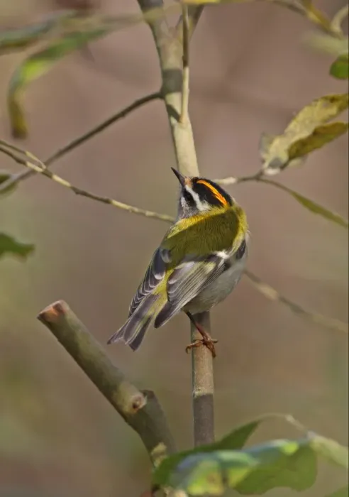 Framed Print : Firecrest (Regulus ignicapillus) adult male, looking up, perched on branch, Eccles-on-sea, Norfolk, England, october