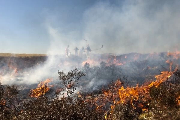 Firemen attemting to control heather moor burning on shooting estate which had started to blaze out of control
