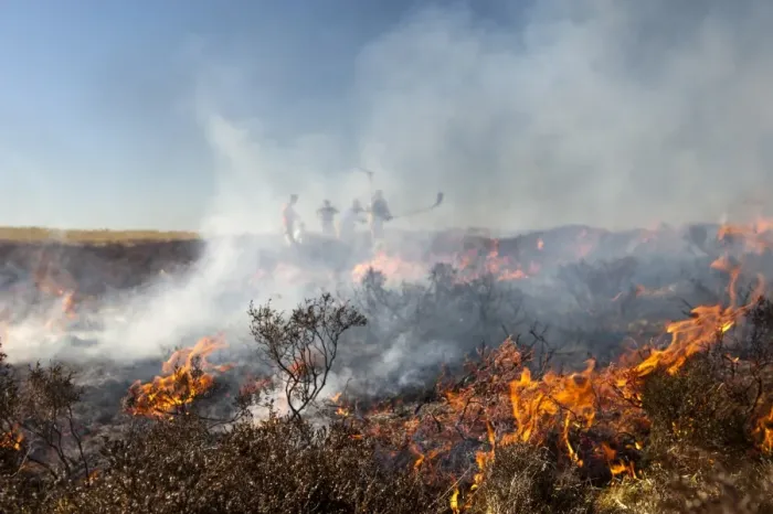 Framed Print : Firemen attemting to control heather moor burning on shooting estate which had started to blaze out of control