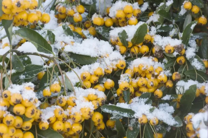 Framed Print : Firethorn (Pyracantha sp. ) close-up of snow covered leaves and berries, in garden, Essex, England, january Framed Print : Firethorn (Pyracantha sp. ) close-up of snow covered leaves and berries, in garden, Essex, England, january