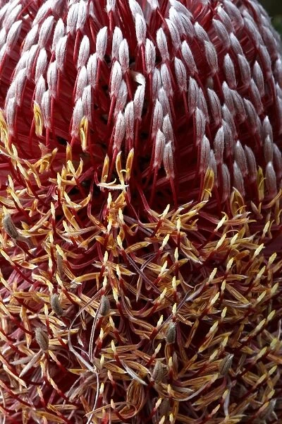 Fireweed Banksia (Banksia menziesii) flowering, close-up, Western Australia