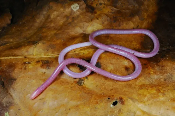 Framed Print : Fischer's African Caecilian (Boulengerula fischeri) adult, on leaf litter in montane rainforest, Cyamudongo Forest, Nyungwe Forest N. P. Rwanda Framed Print : Fischer's African Caecilian (Boulengerula fischeri) adult, on leaf litter in montane rainforest, Cyamudongo Forest, Nyungwe Forest N. P. Rwanda