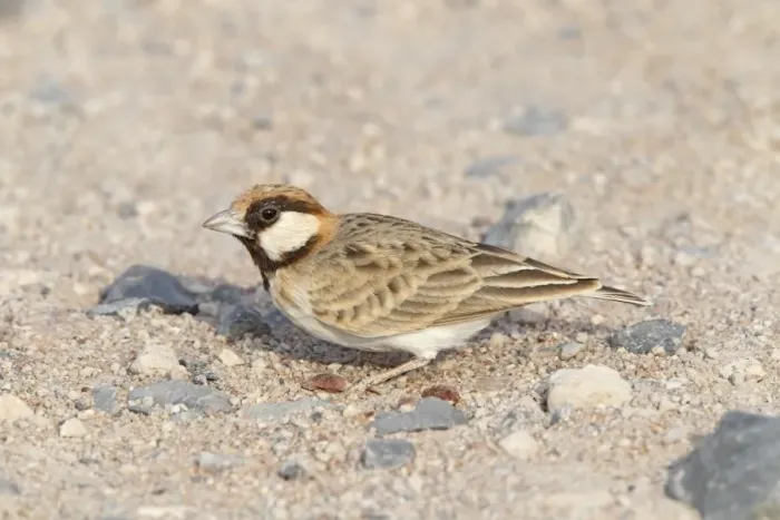 Framed Print : Fischers Sparrow-lark (Eremopterix leucopareia) adult male, standing on ground in desert, Kenya, October Framed Print : Fischers Sparrow-lark (Eremopterix leucopareia) adult male, standing on ground in desert, Kenya, October