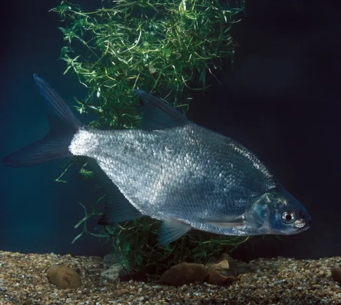 Framed Print : Fish - Common Bream (Abeamis brama)