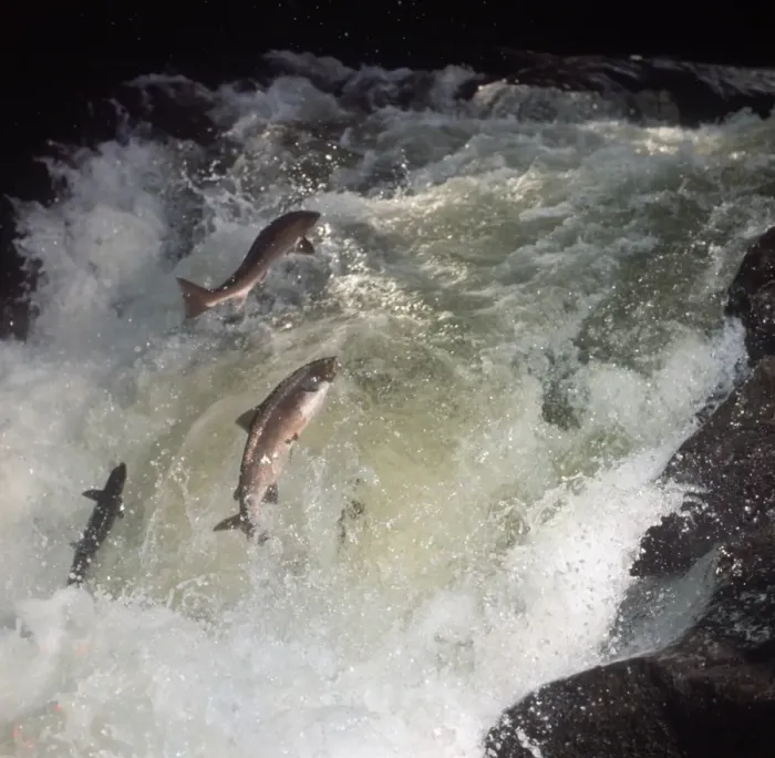 Framed Print : Fish - Salmon Atlantic / three out of water / leaping up fast-flowing river Framed Print : Fish - Salmon Atlantic / three out of water / leaping up fast-flowing river