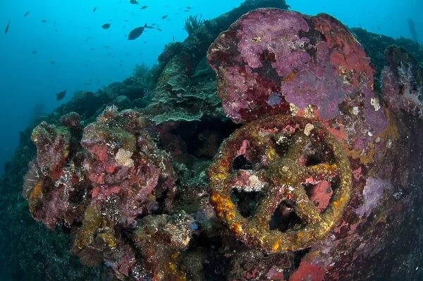 Fish swimming around coral encrusted wheel of shipwreck, Liberty Wreck, Tulamben, Bali, Lesser Sunda Islands, Indonesia