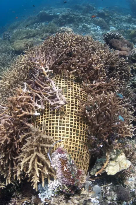 Framed Print : Fish trap covered with staghorn coral, Reta Island, Alor Archipelago, Lesser Sunda Islands, Indonesia Framed Print : Fish trap covered with staghorn coral, Reta Island, Alor Archipelago, Lesser Sunda Islands, Indonesia