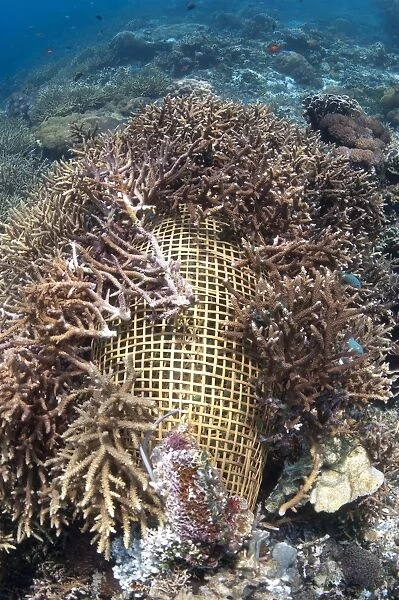 Fish trap covered with staghorn coral, Reta Island, Alor Archipelago, Lesser Sunda Islands, Indonesia