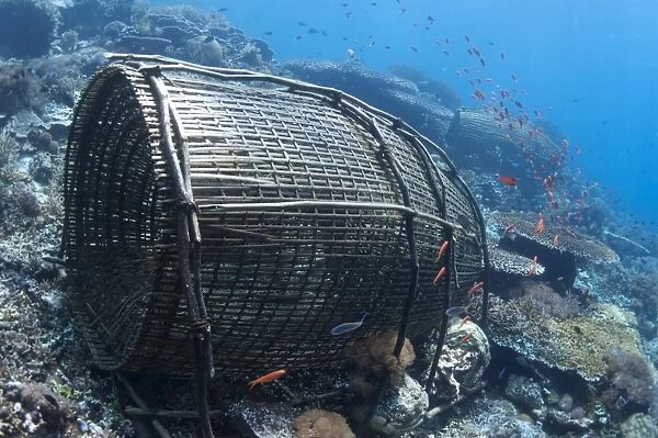 Fish traps and fish on reef, Reta Island, Alor Archipelago, Lesser Sunda Islands, Indonesia