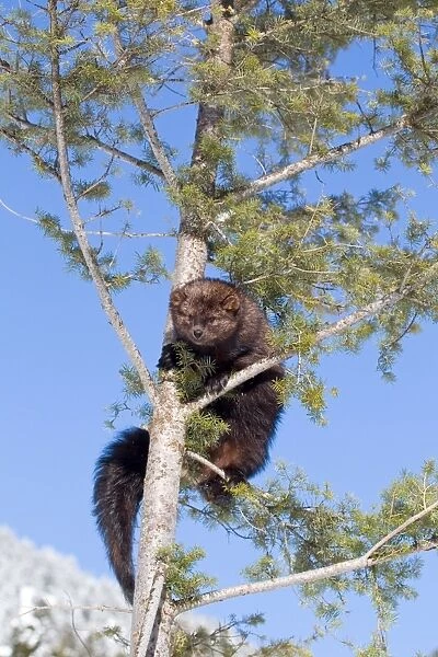 Fisher (Martes pennanti) adult, climbing in tree, Montana, U. S. A, january (captive)