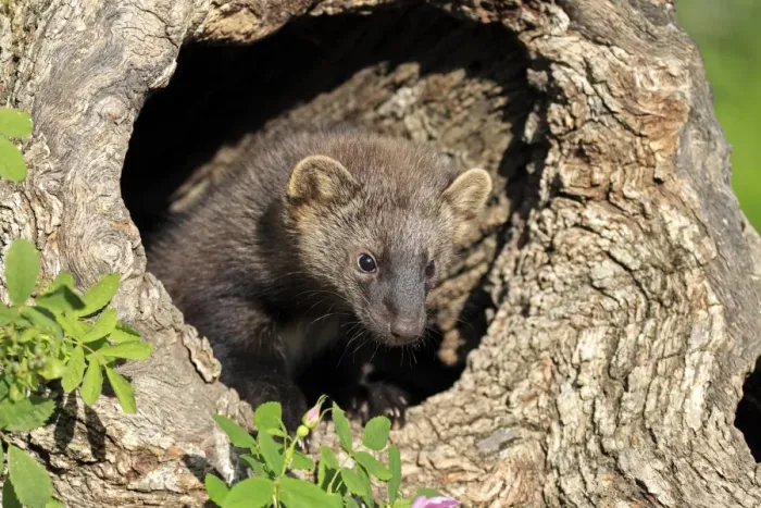 Framed Print : Fisher (Martes pennanti) fourteen-weeks old young, in hollow tree trunk, Montana, U. S. A. june (captive) Framed Print : Fisher (Martes pennanti) fourteen-weeks old young, in hollow tree trunk, Montana, U. S. A. june (captive)