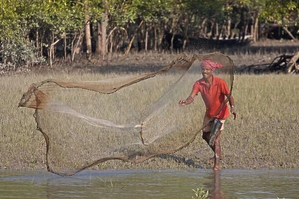 Fisherman casting net at edge of water in mangrove forest, Sundarbans, Ganges Delta, West Bengal, India, March