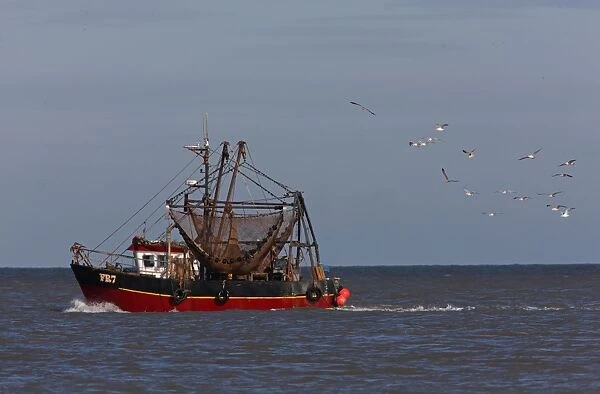 Fishing boat on calm sea, followed by seagull flock, Norfolk, England, october