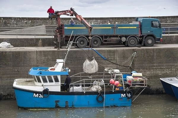 Fishing boat in harbour, with whelks being unloaded onto lorry, Saundersfoot, Pembrokeshire, Wales, August