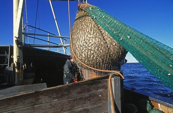 Fishing boat with nets full, taking on board Baltic Herring (Clupea harengus membras) catch, Gavlebukten, Baltic Sea