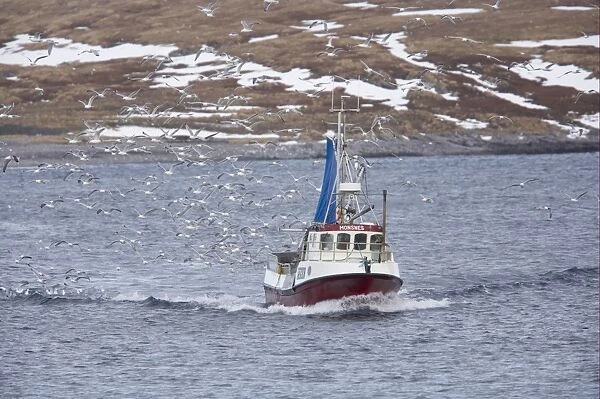 Fishing boat at sea, with seagull flock following, Vardo, Finnmark, Norway