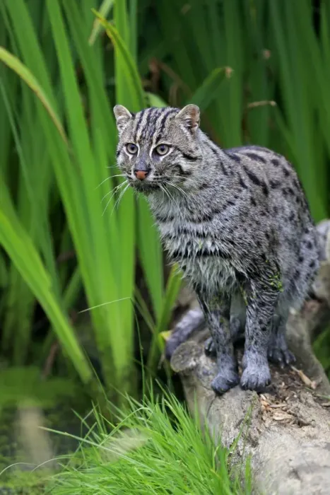 Framed Print : Fishing Cat (Prionailurus viverrinus) adult, standing on log, July (captive) Framed Print : Fishing Cat (Prionailurus viverrinus) adult, standing on log, July (captive)