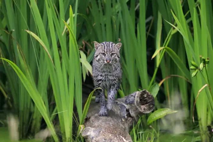 Framed Print : Fishing Cat (Prionailurus viverrinus) adult, walking on log, July (captive) Framed Print : Fishing Cat (Prionailurus viverrinus) adult, walking on log, July (captive)