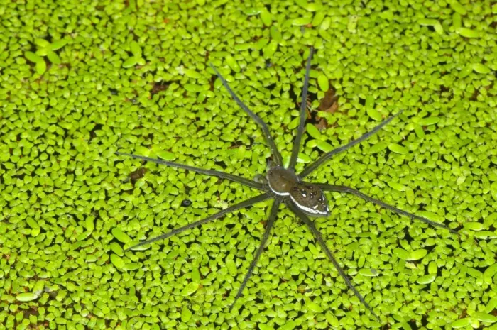 Framed Print : Fishing Spider (Dolomedes sp. ) adult, walking on duckweed at surface of water, Los Amigos Biological Station, Madre de Dios, Amazonia, Peru Framed Print : Fishing Spider (Dolomedes sp. ) adult, walking on duckweed at surface of water, Los Amigos Biological Station, Madre de Dios, Amazonia, Peru
