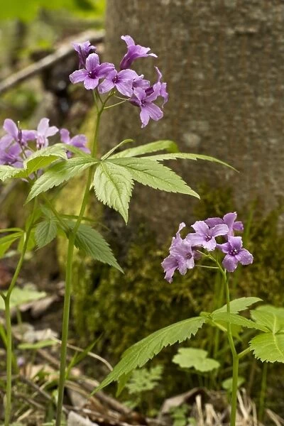Five-leaved Bittercress (Cardamine pentaphyllos) flowering, Vercors, French Alps, France, May