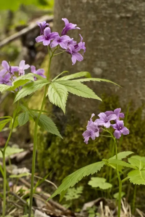 Framed Print : Five-leaved Bittercress (Cardamine pentaphyllos) flowering, Vercors, French Alps, France, May Framed Print : Five-leaved Bittercress (Cardamine pentaphyllos) flowering, Vercors, French Alps, France, May