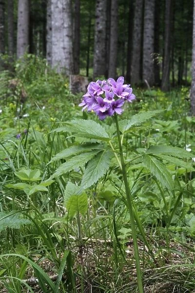 Five-leaved Toothwort (Dentaria quinquefolia) flowering, growing in woodland habitat, Dolomites, Italian Alps, Italy