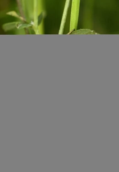 Five-spot Burnet Moth (Zygaena trifolii) caterpillar, resting on stem, Oxfordshire, England, June