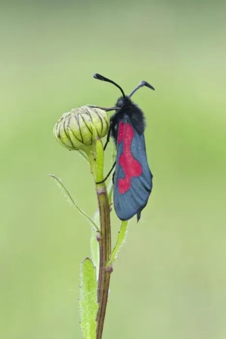 Framed Print : Five-spot Burnet Moth (Zygaena trifolii) adult, with unusual fused spots, resting on flowerbud, Warwickshire, England Framed Print : Five-spot Burnet Moth (Zygaena trifolii) adult, with unusual fused spots, resting on flowerbud, Warwickshire, England
