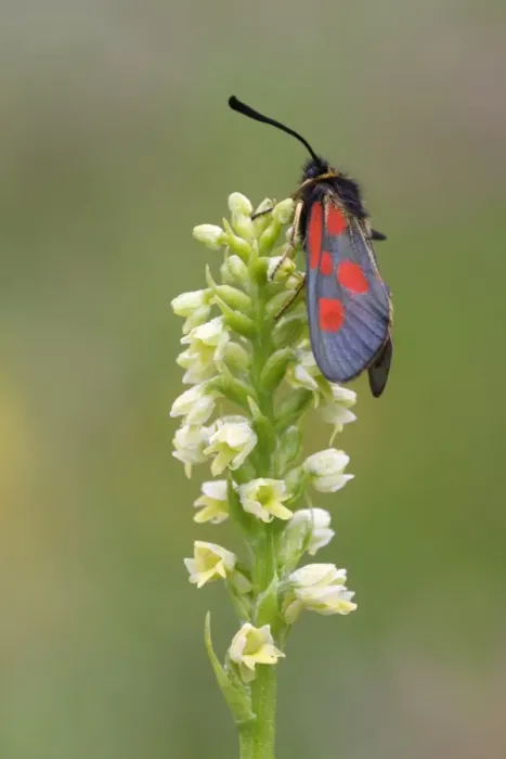 Framed Print : Five-spot Burnet Moth (Zygaena trifolii) adult, resting on Small White Orchid (Pseudorchis albida) flowerspike