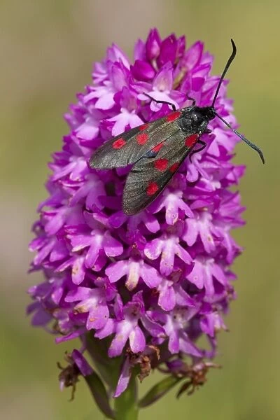Five-spot Burnet Moth (Zygaena trifolii) adult, resting on Pyramidal Orchid (Anacamptis pyramidalis) flowerspike