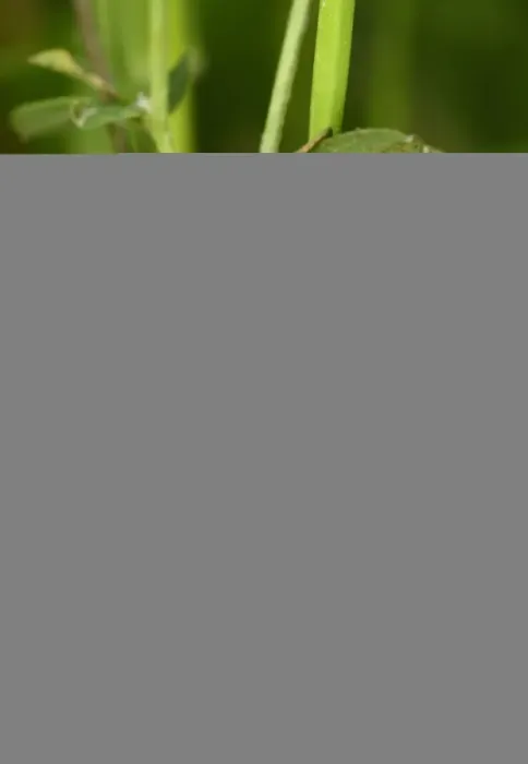 Framed Print : Five-spot Burnet Moth (Zygaena trifolii) caterpillar, resting on stem, Oxfordshire, England, June