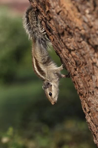 Five-striped Palm Squirrel (Funambulus pennantii) adult, descending tree trunk, India, november