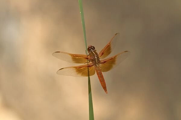 Flame Skimmer on reed Zion Canyon Utah USA