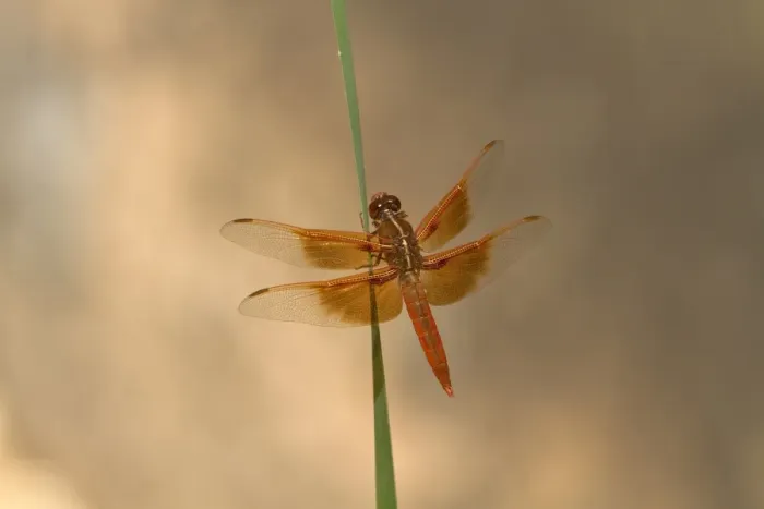 Framed Print : Flame Skimmer on reed Zion Canyon Utah USA Framed Print : Flame Skimmer on reed Zion Canyon Utah USA