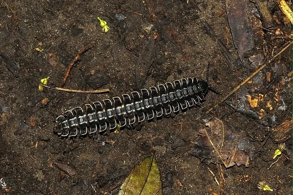 Flat-backed Millipede (Barydesmus sp. ) adult, on rainforest floor, Yasuni N. P. Amazon, Ecuador