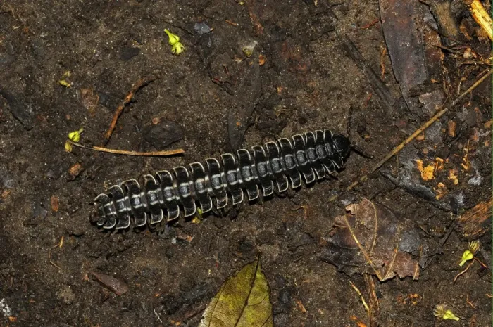 Framed Print : Flat-backed Millipede (Barydesmus sp. ) adult, on rainforest floor, Yasuni N. P. Amazon, Ecuador Framed Print : Flat-backed Millipede (Barydesmus sp. ) adult, on rainforest floor, Yasuni N. P. Amazon, Ecuador
