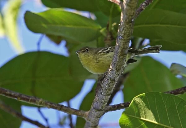 Flat-billed Vireo (Vireo nanus) adult, perched on branch, Bahoruco Mountains N. P. Dominican Republic, January