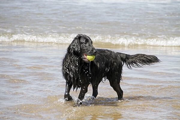 Flat coated Retriever with ball in the sea