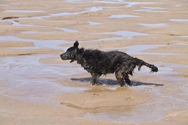 Flat coated Retriever bitch shaking water after being in the sea